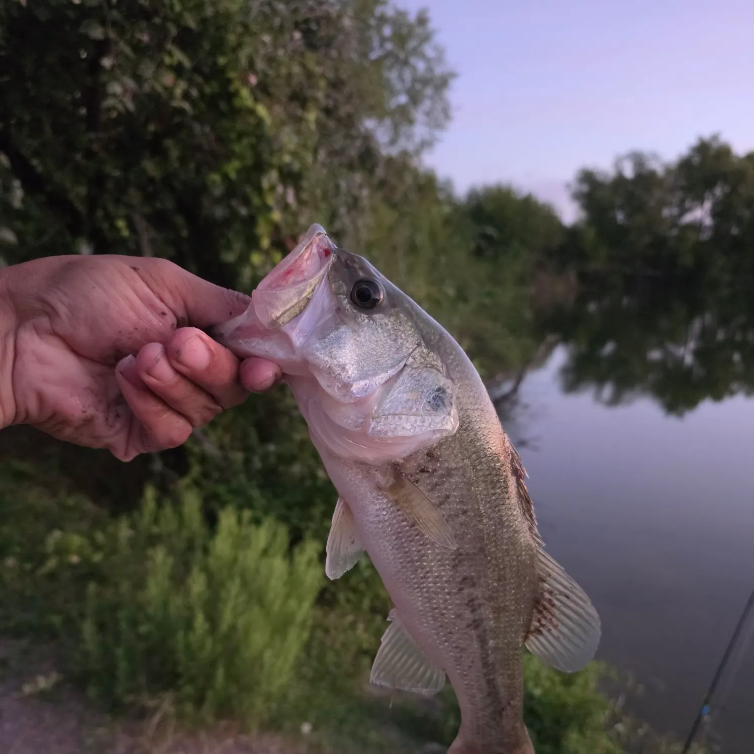 Largemouth bass caught on Fishbrain