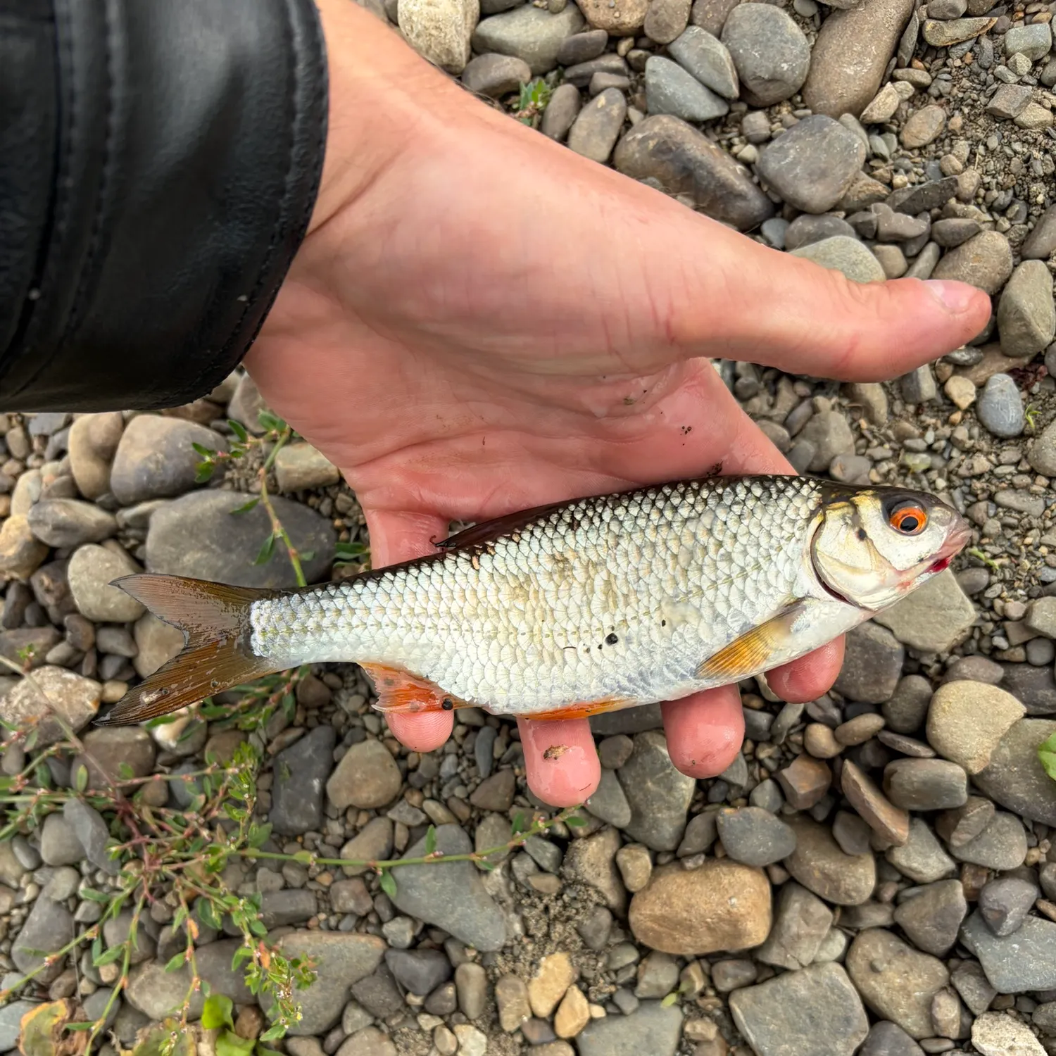 Common roach caught on Fishbrain