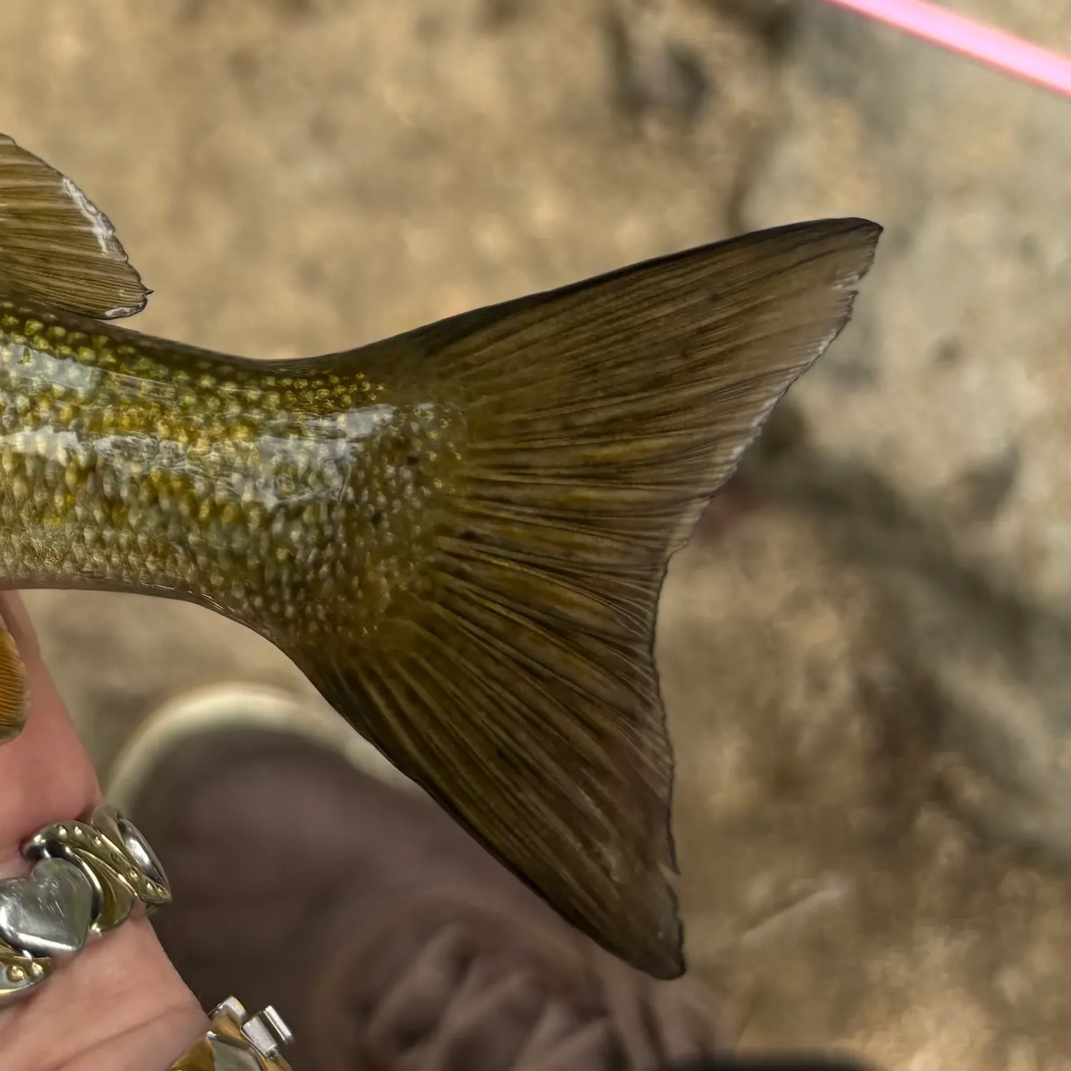 Smallmouth bass caught on Fishbrain