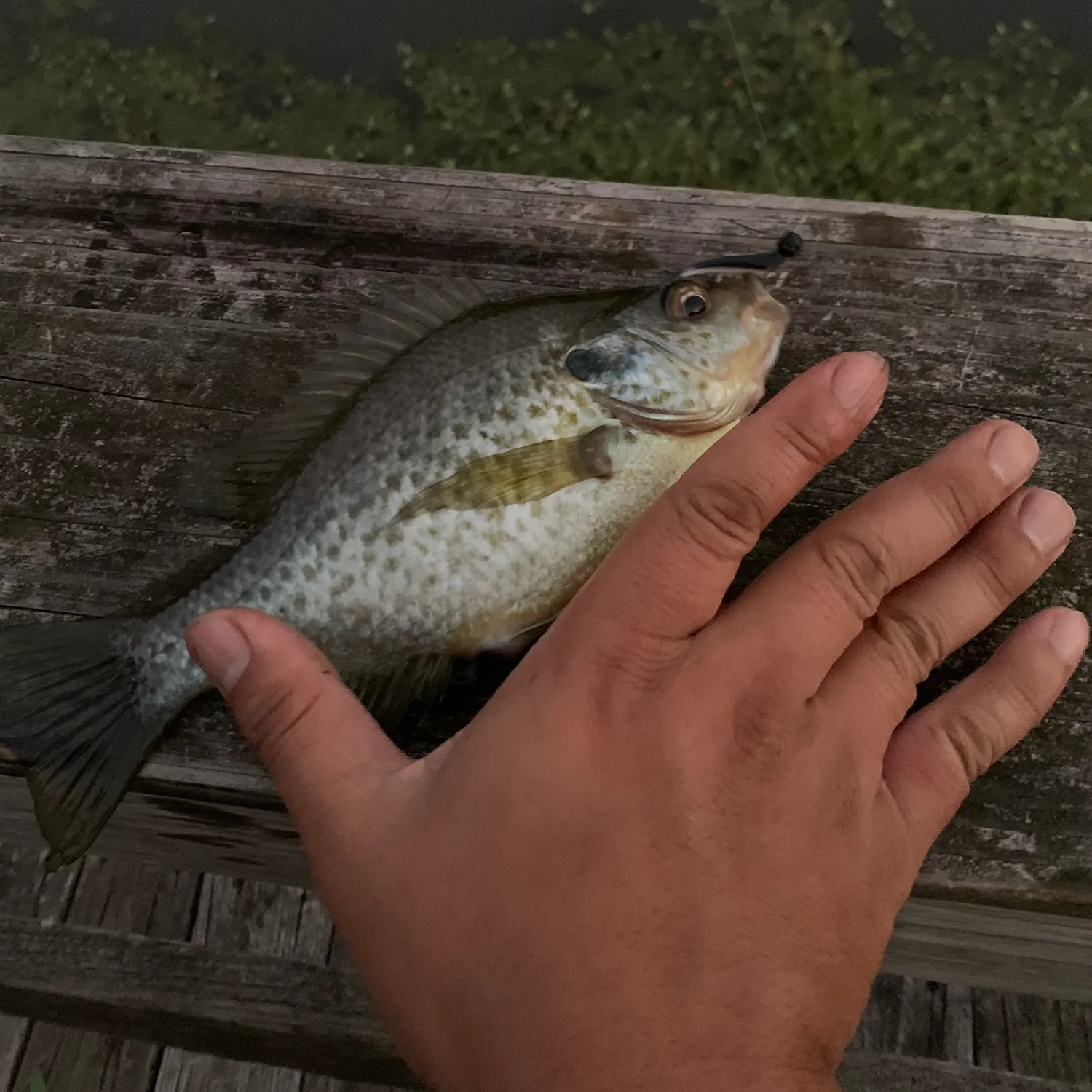 Redear sunfish caught on Fishbrain