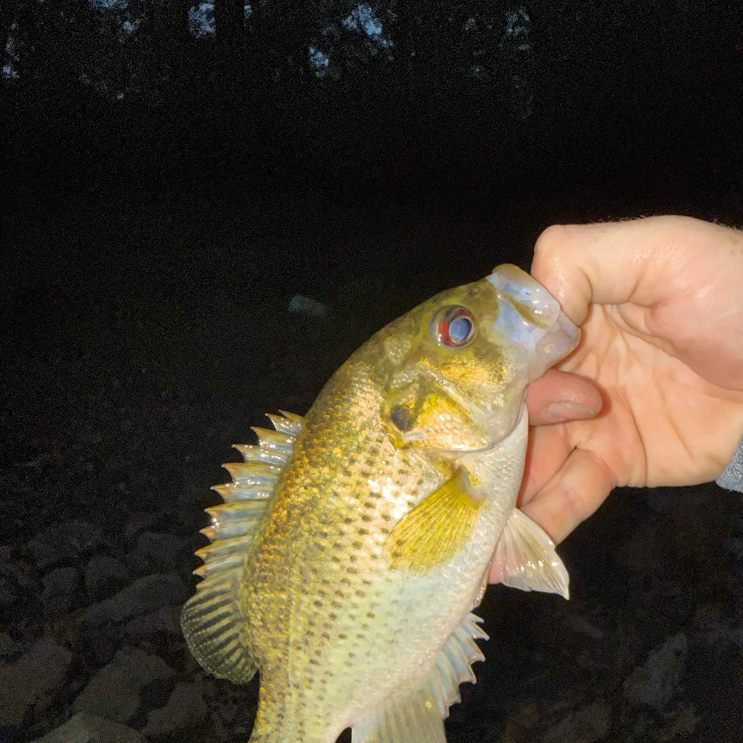 Rock bass caught on Fishbrain
