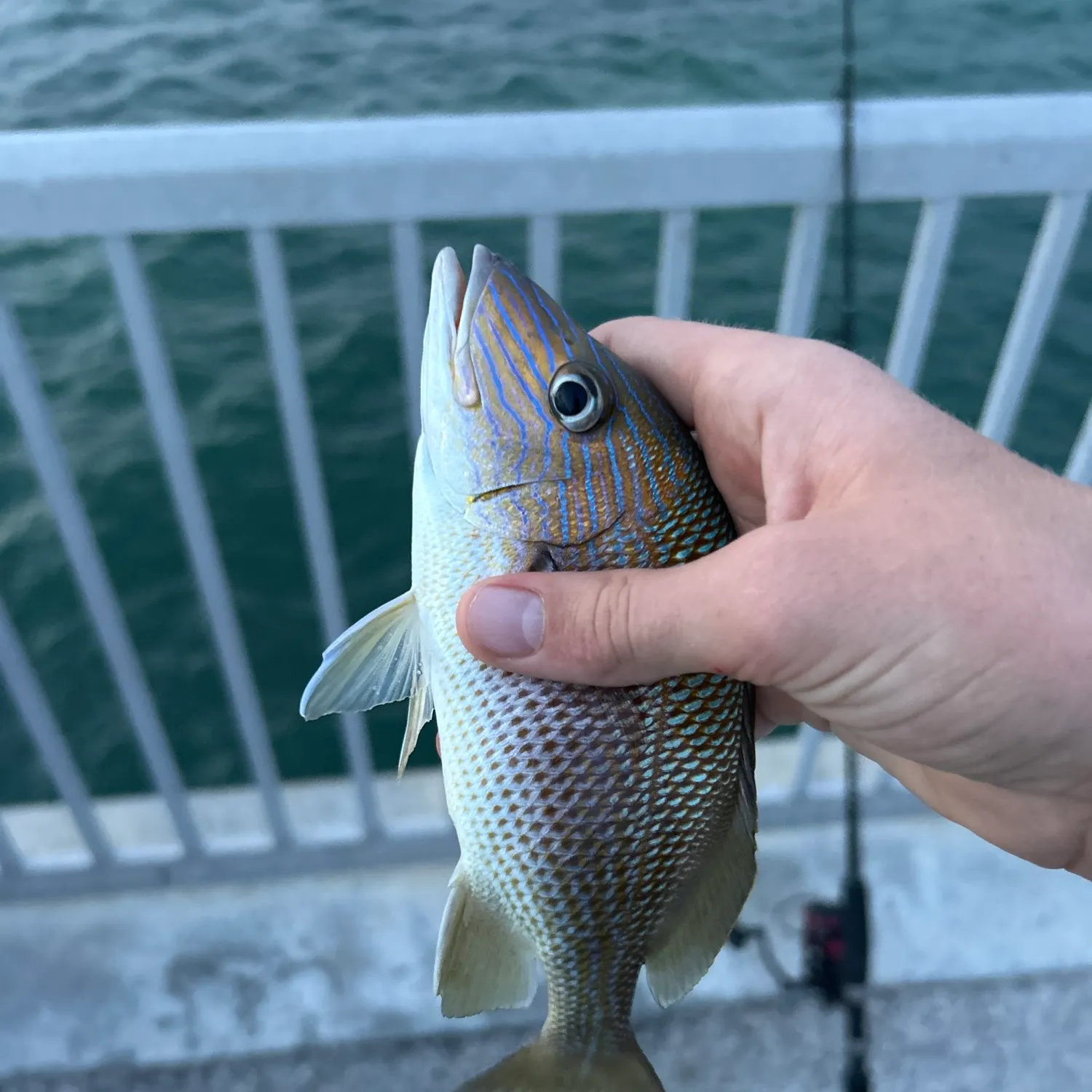 The most recent White grunt catches on Fishbrain