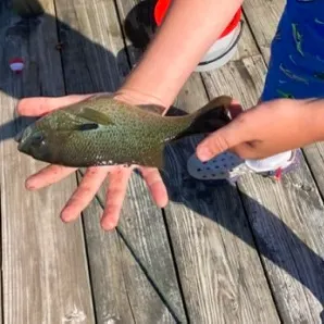 Greengill hybrid caught on Fishbrain