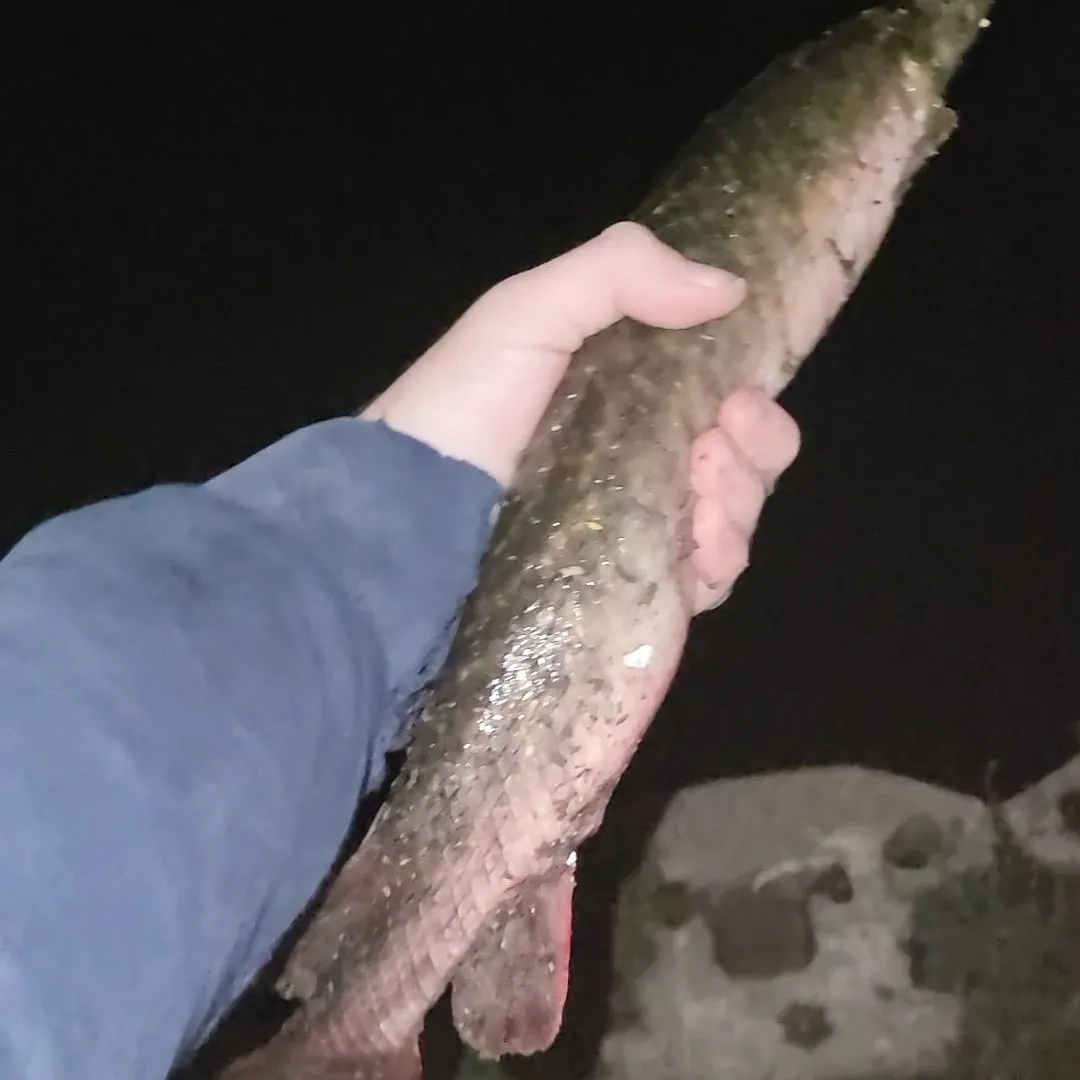 The most recent Spotted gar catches on Fishbrain
