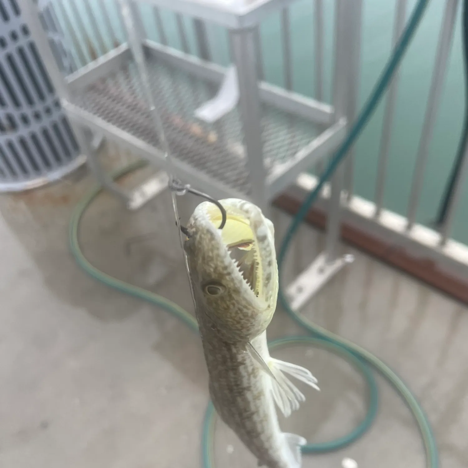 The most recent Inshore lizardfish catches on Fishbrain