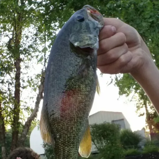 Smallmouth bass caught on Fishbrain