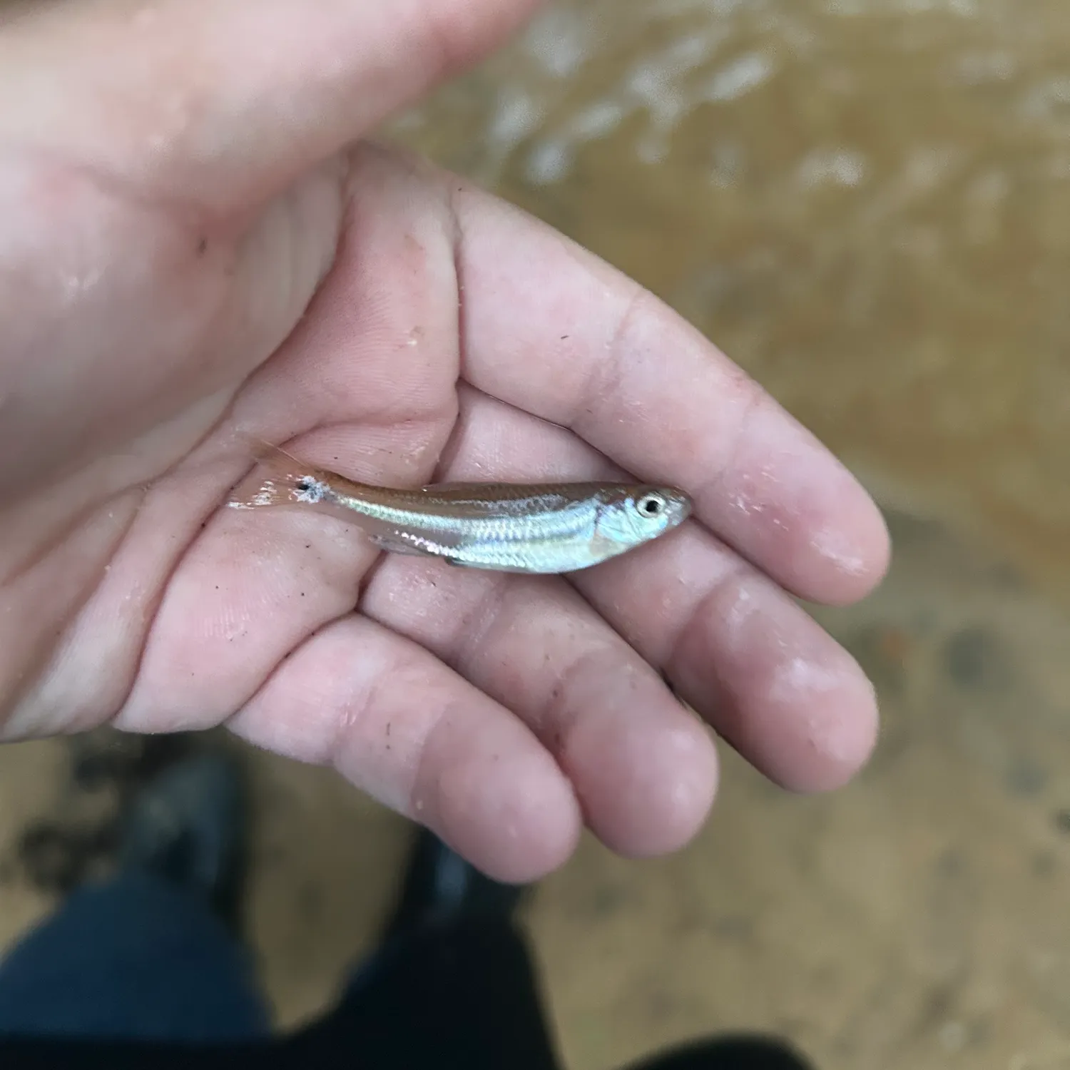 The most recent Rough shiner catches on Fishbrain