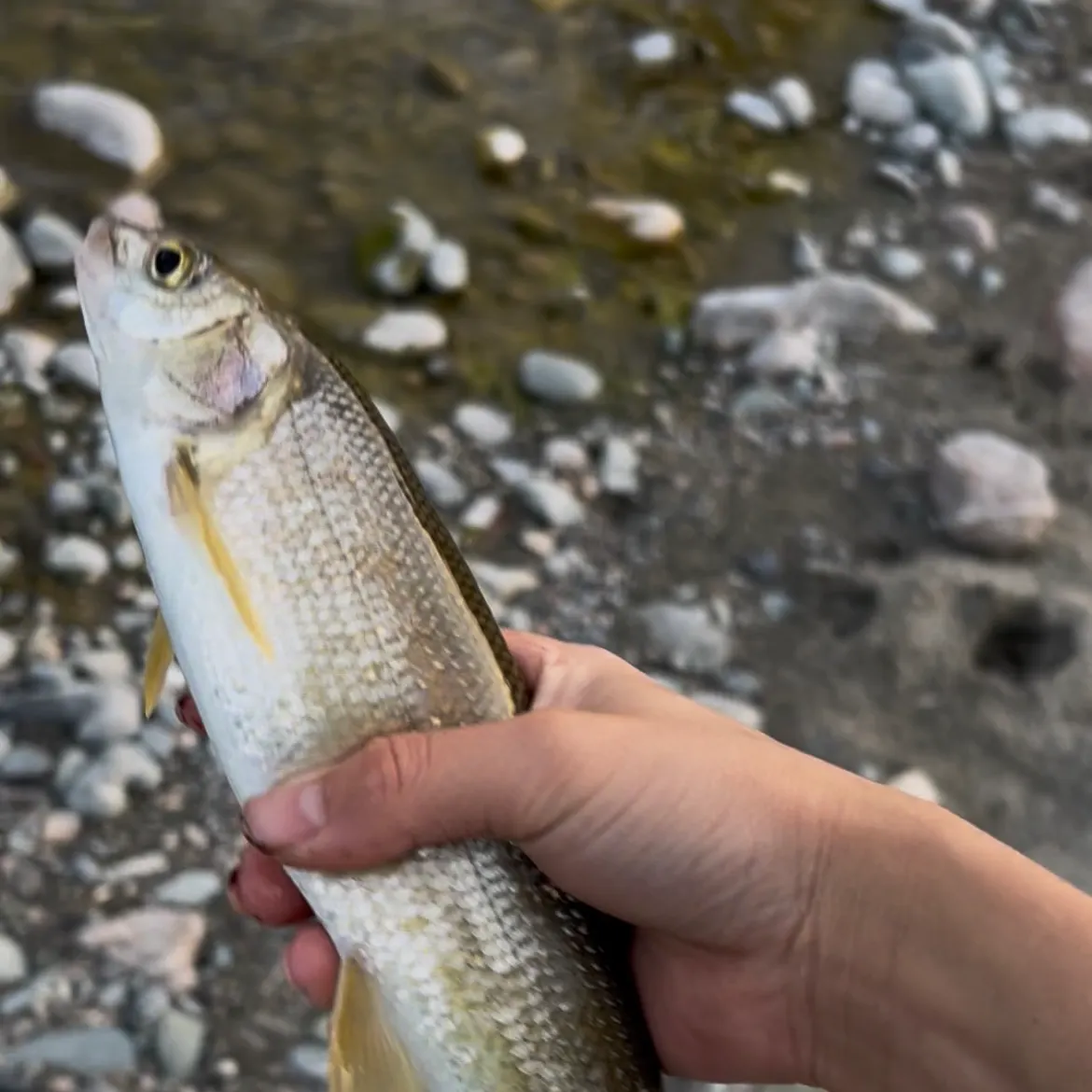 Mountain whitefish caught on Fishbrain