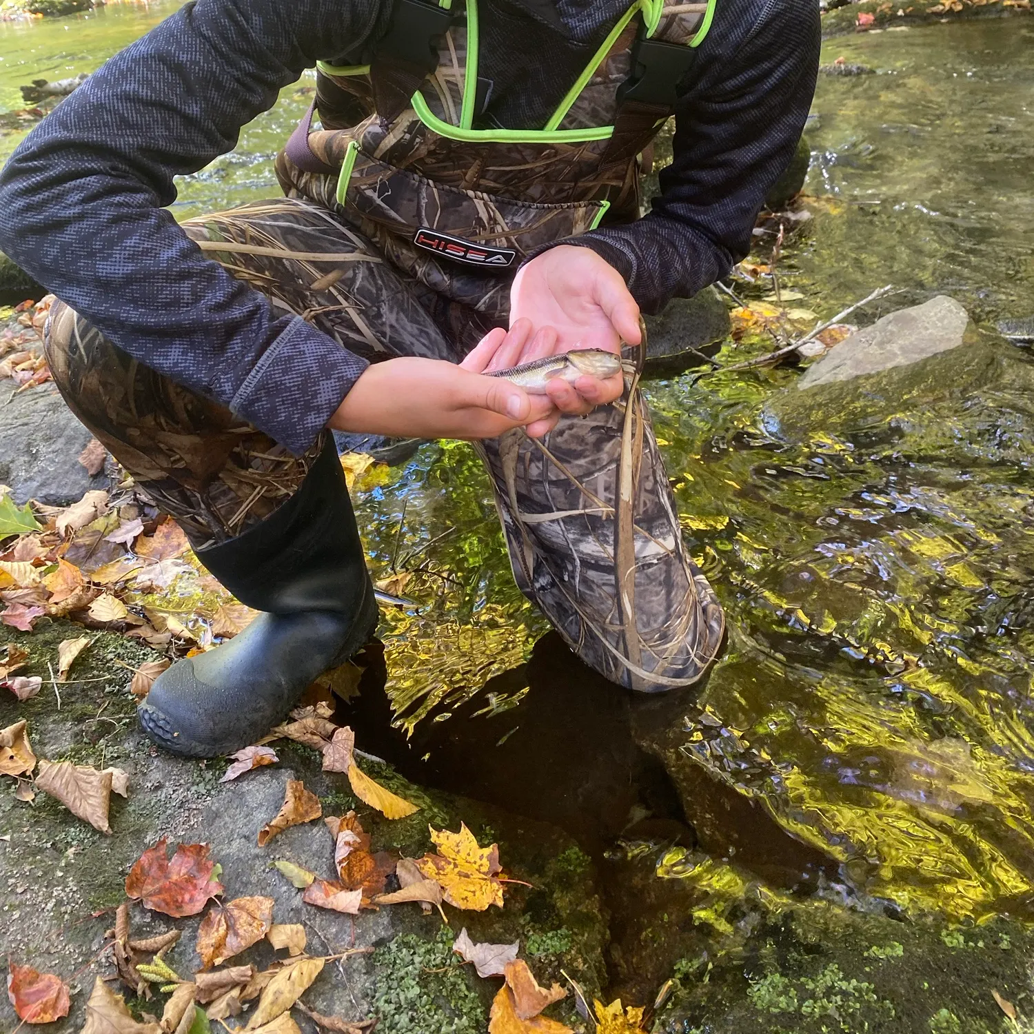 Brook trout caught on Fishbrain