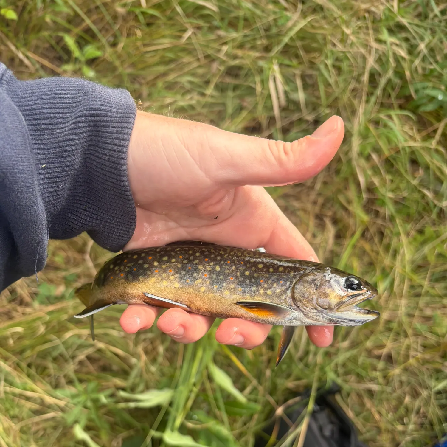 Fish caught on Fishbrain