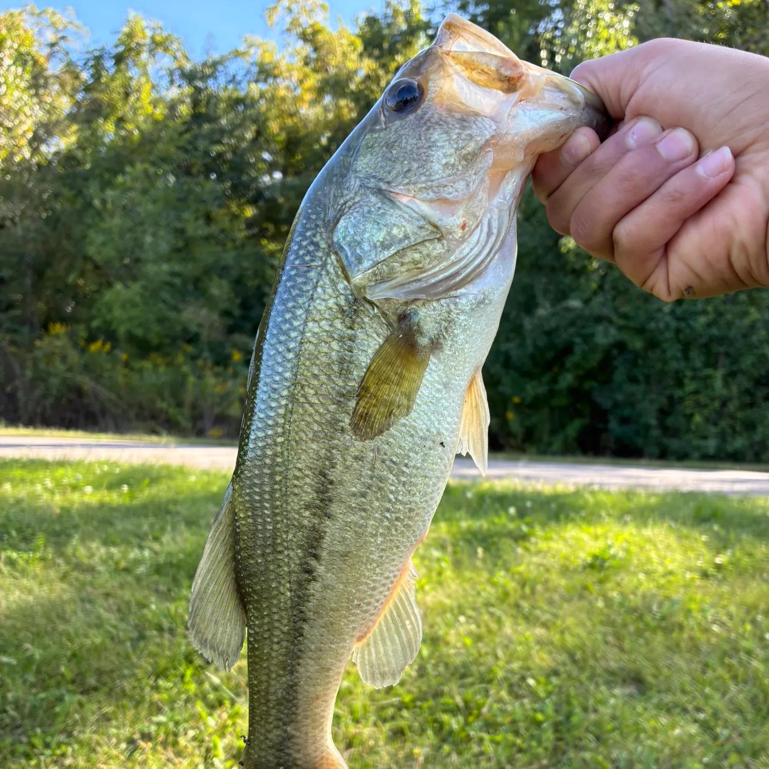 Largemouth bass caught on Fishbrain