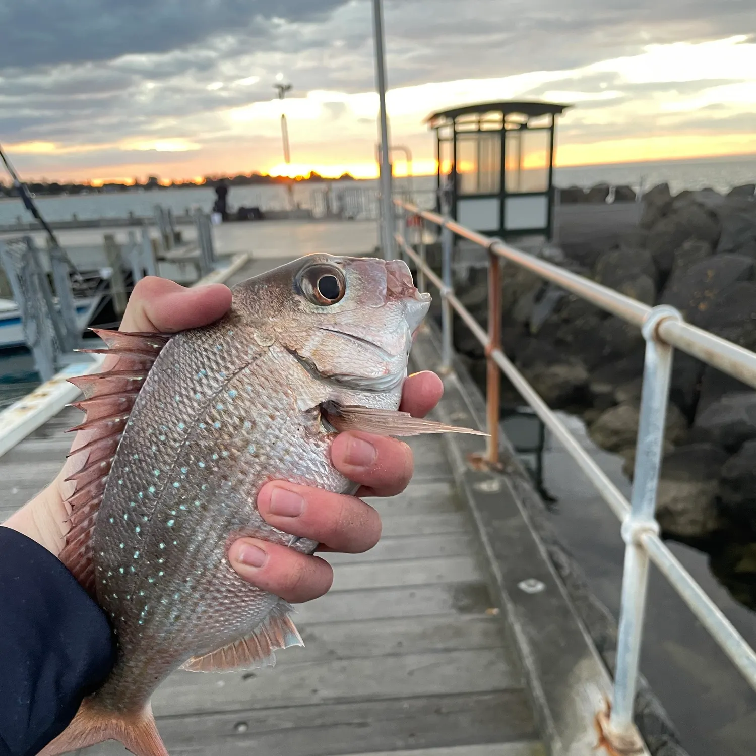 Australasian snapper caught on Fishbrain