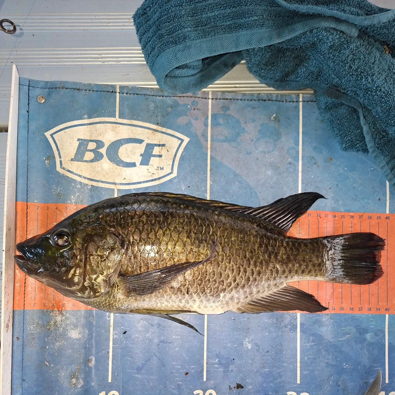 The most recent Mozambique tilapia catches on Fishbrain