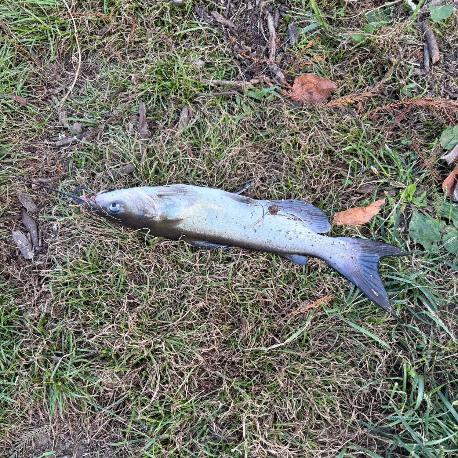 Channel catfish caught on Fishbrain