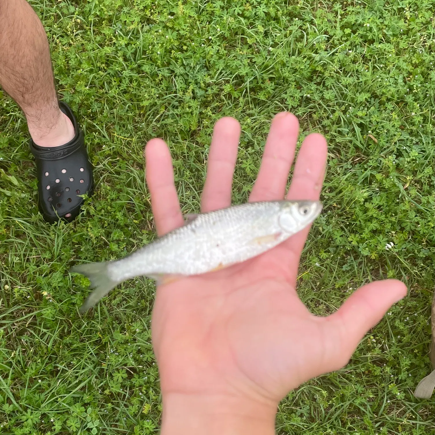 The most recent White shiner catches on Fishbrain