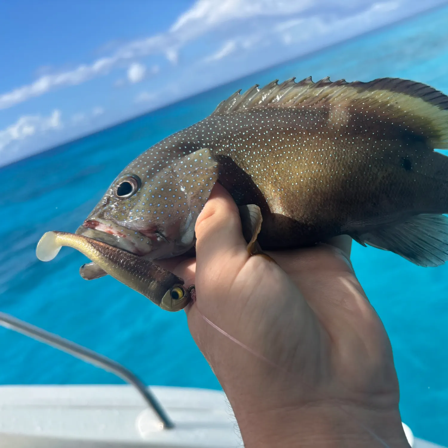 The most popular recent Coney grouper catch on Fishbrain