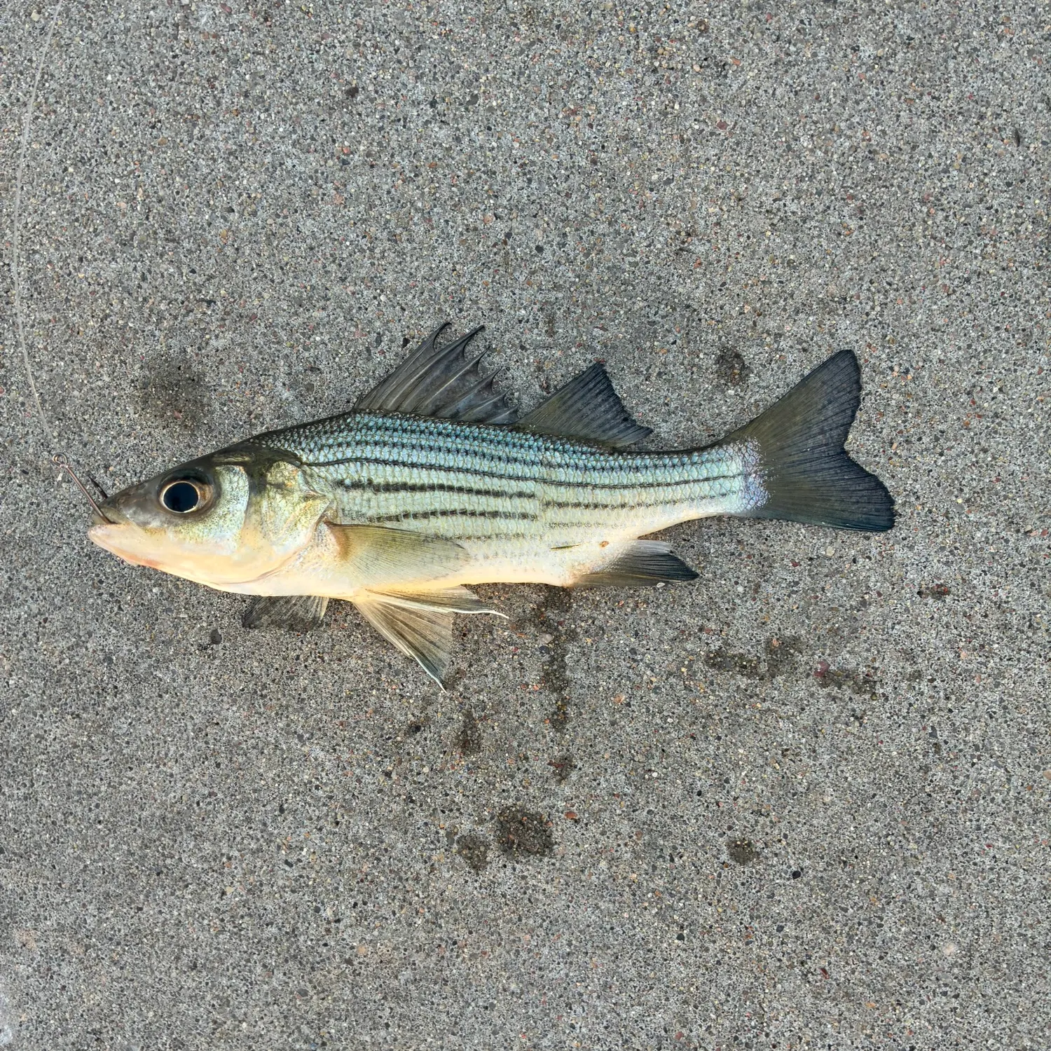 Yellow bass caught on Fishbrain