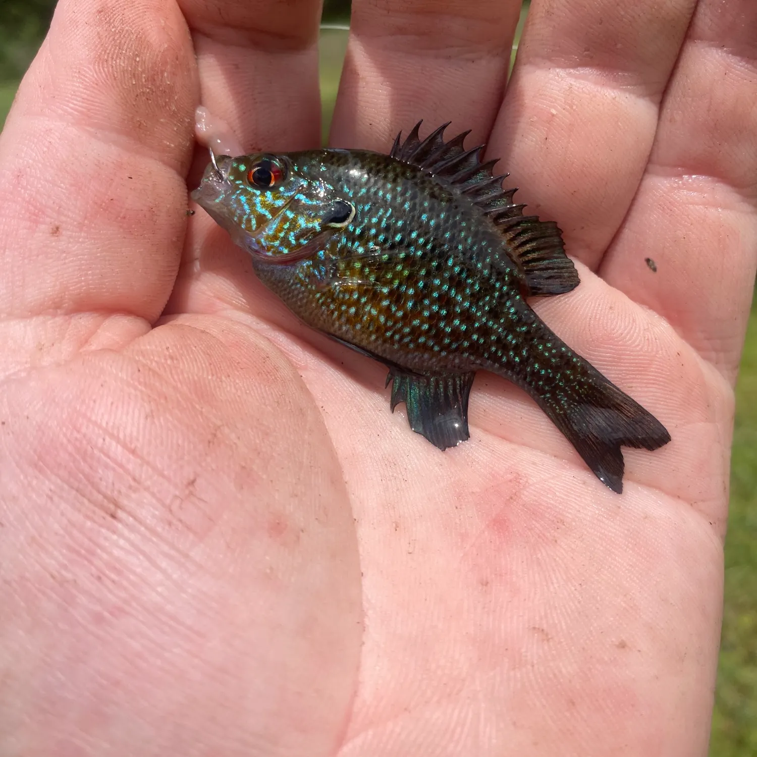 The most recent Dollar sunfish catches on Fishbrain