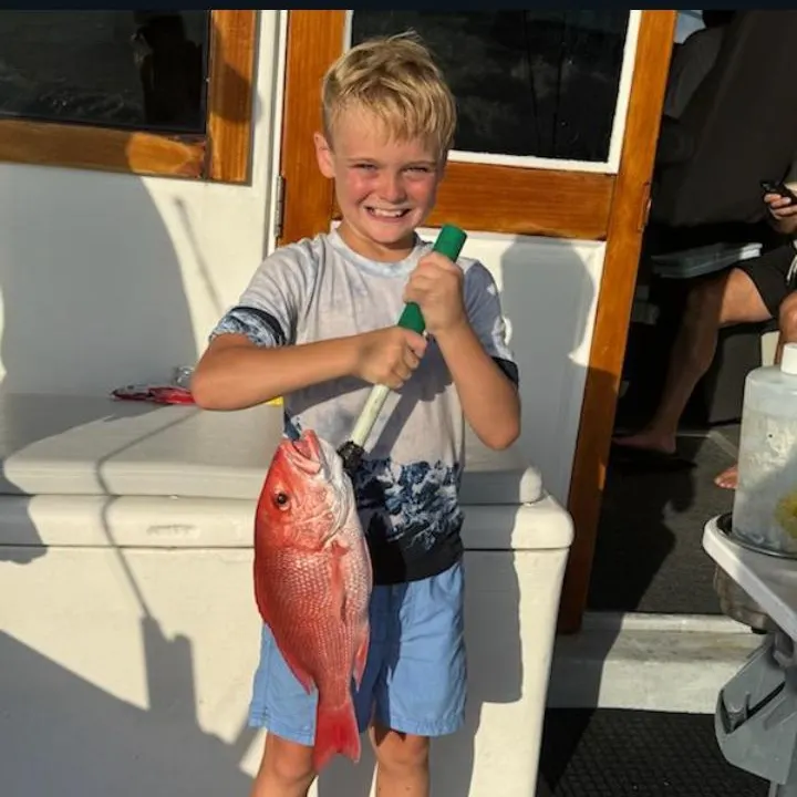 The most recent Northern red snapper catches on Fishbrain