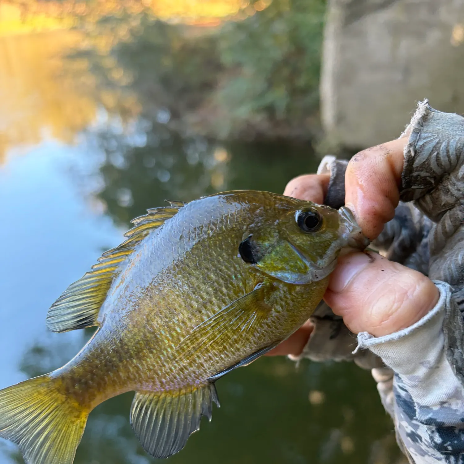 Bluegill caught on Fishbrain
