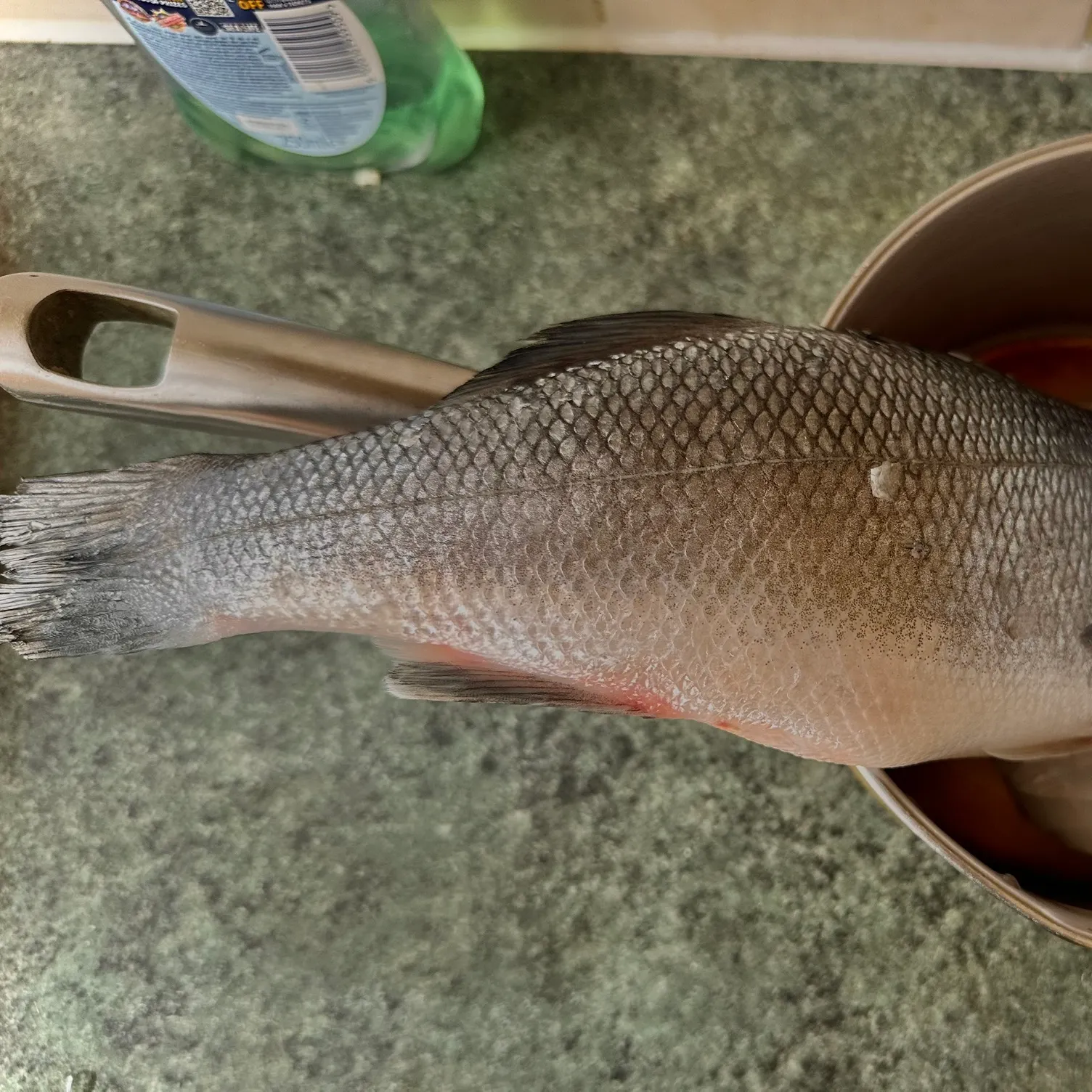The most recent European seabass catches on Fishbrain