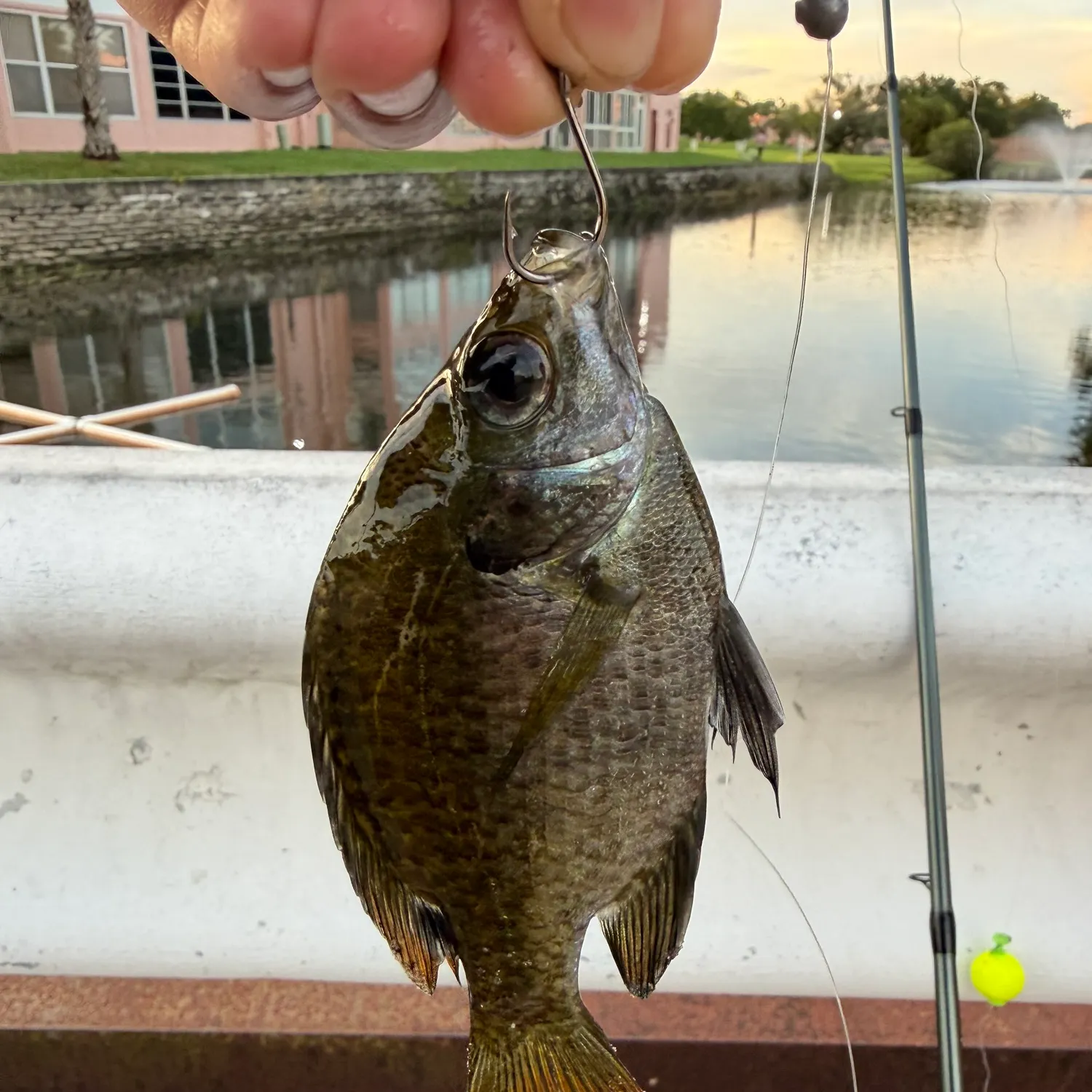 Bluegill caught on Fishbrain