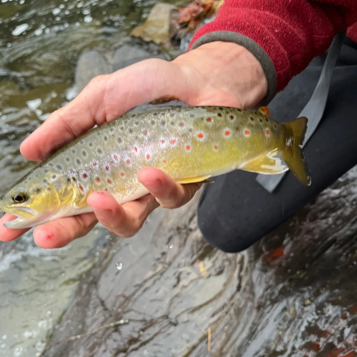 Brown trout caught on Fishbrain