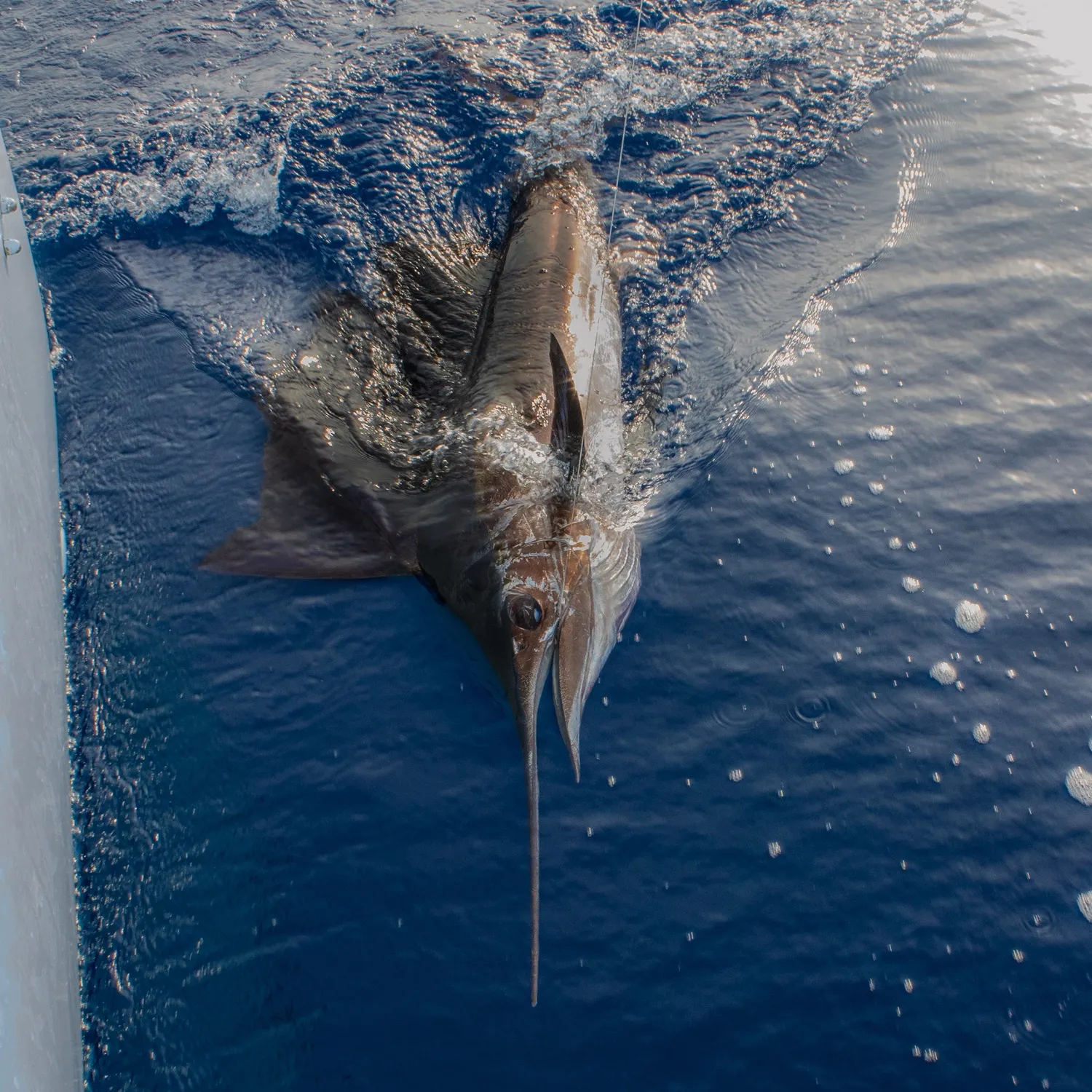The most recent Atlantic sailfish catches on Fishbrain