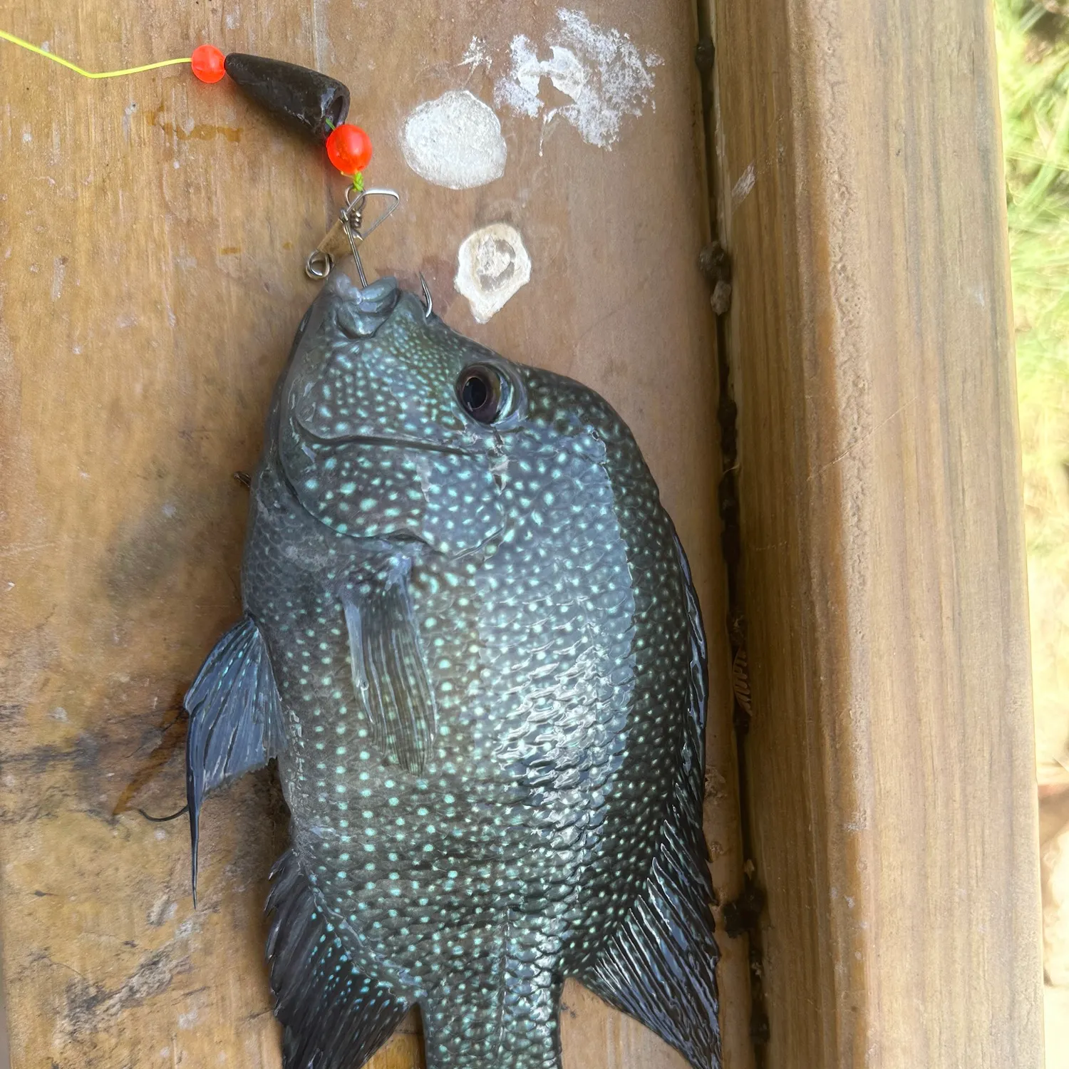 Rio Grande cichlid caught on Fishbrain
