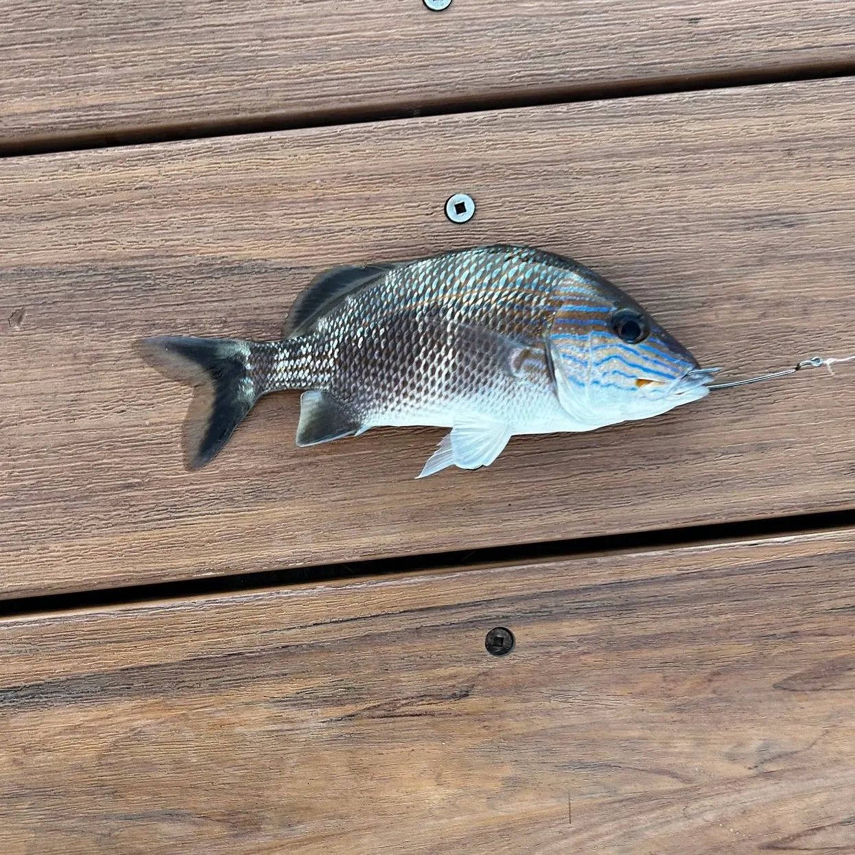 The most recent Tomtate grunt catches on Fishbrain