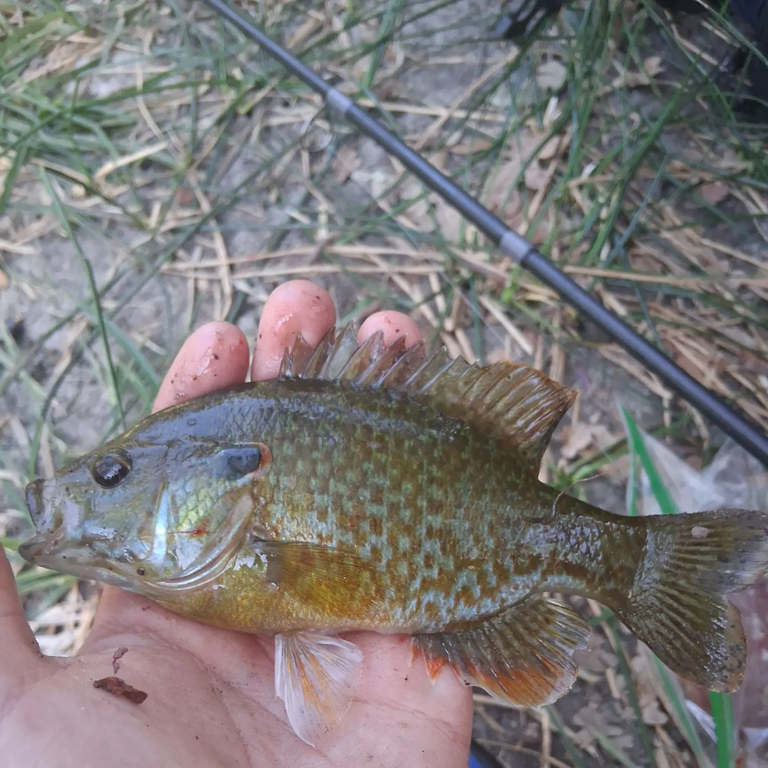 Greengill hybrid caught on Fishbrain