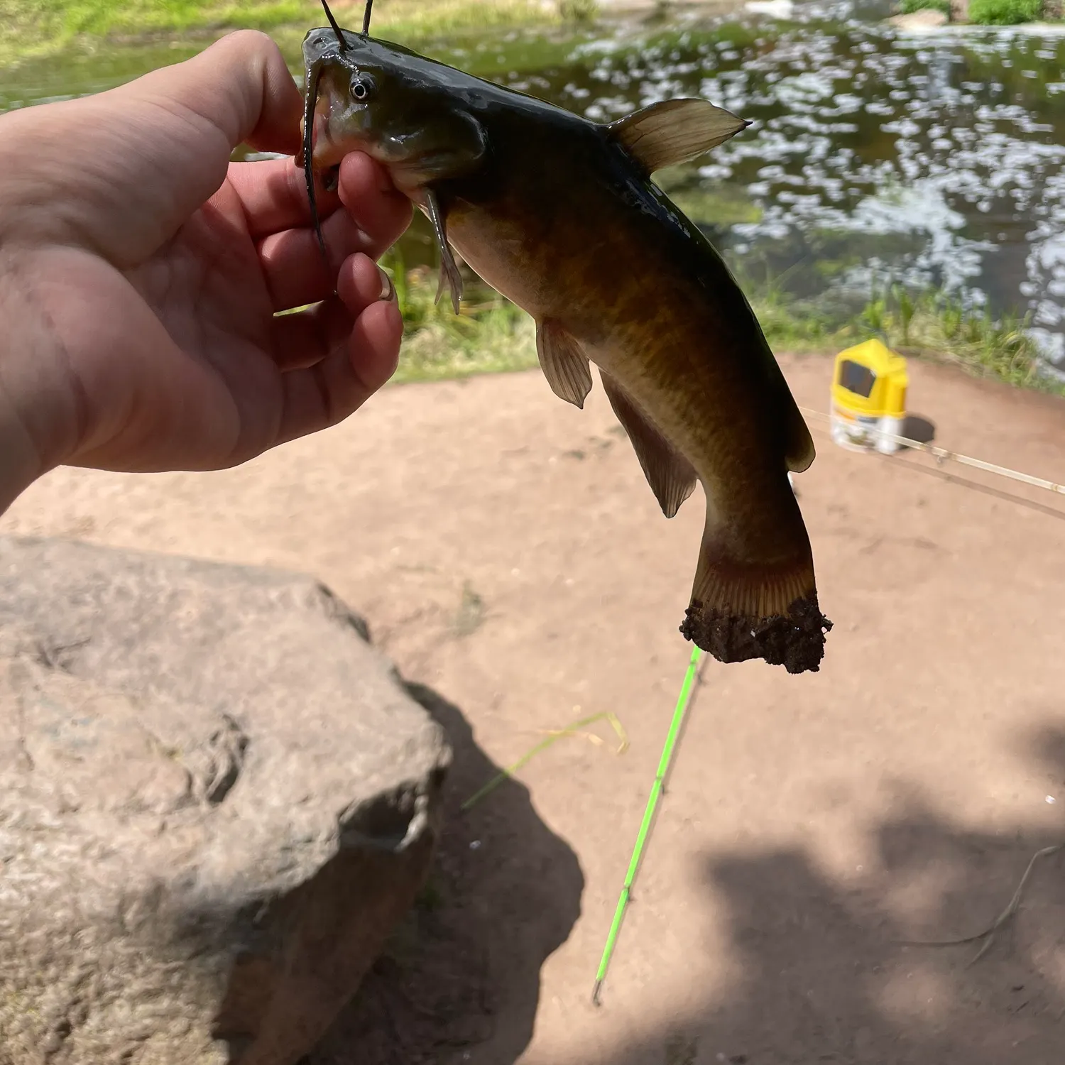 Brown bullhead caught on Fishbrain