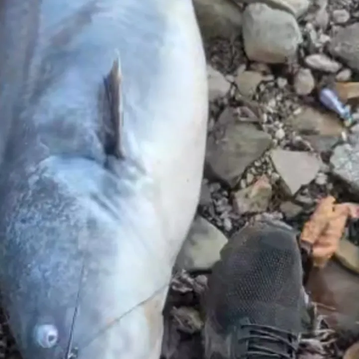 Blue catfish caught on Fishbrain