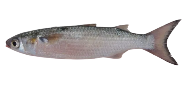 Silver mullet