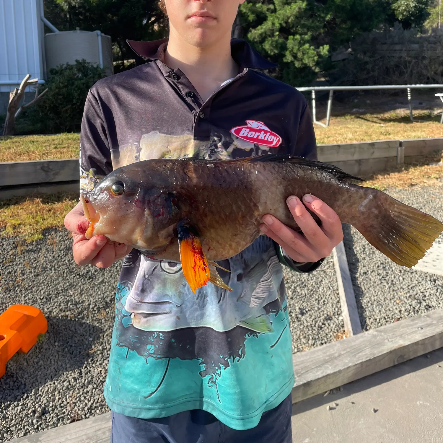 The most recent Blue-throated wrasse catches on Fishbrain