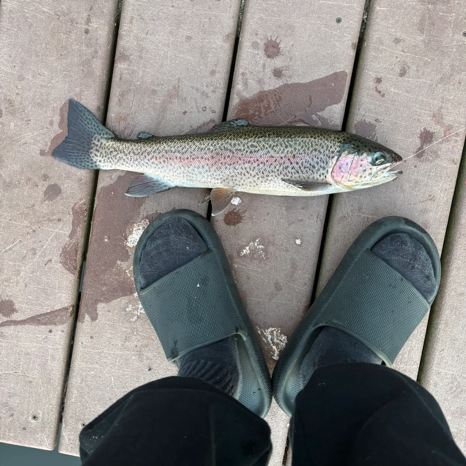 Fish caught on Fishbrain