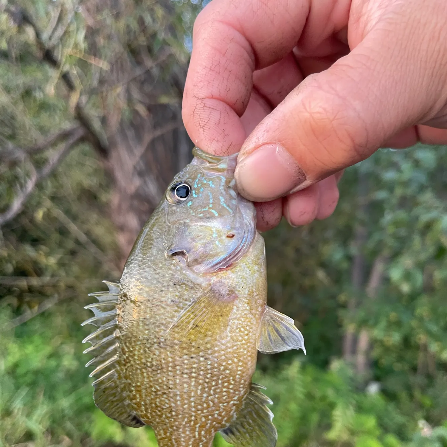 Green sunfish caught on Fishbrain