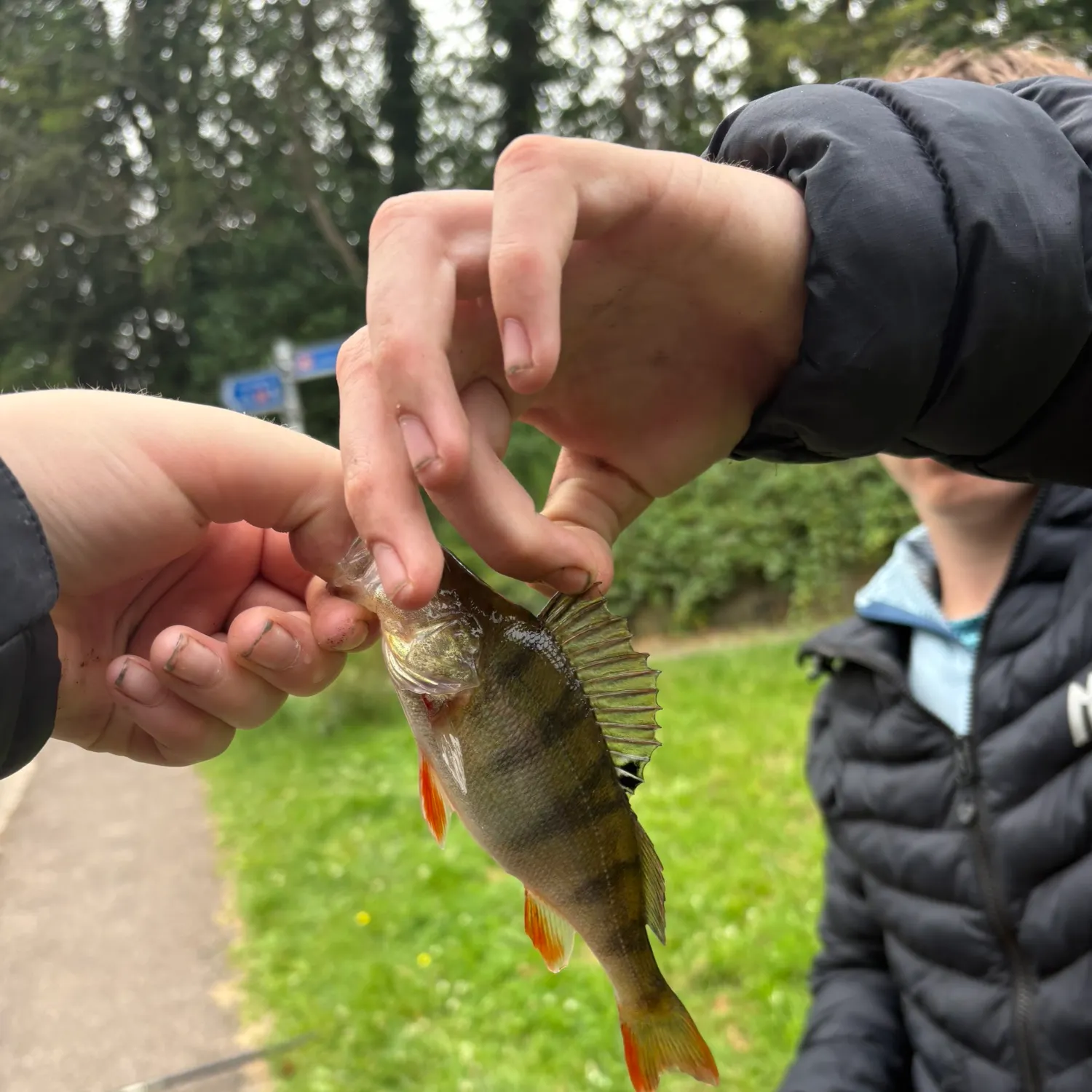 European perch caught on Fishbrain