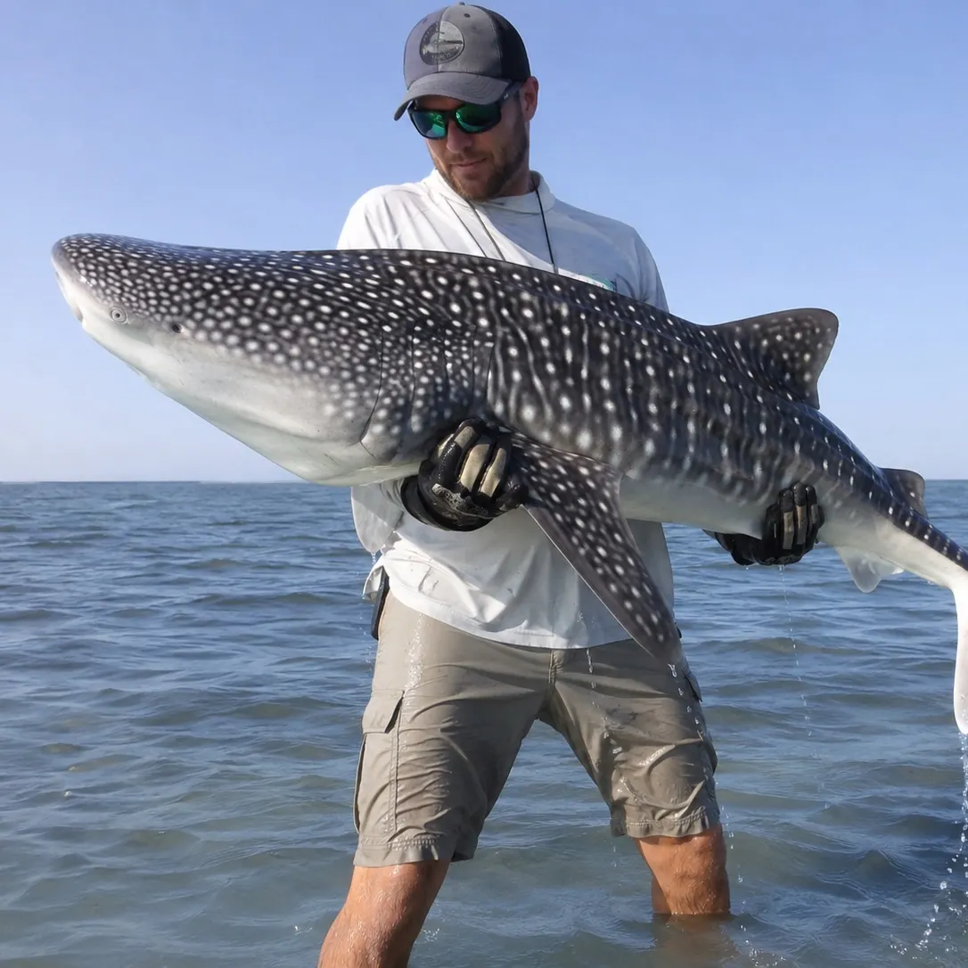 The most recent Whale shark catches on Fishbrain