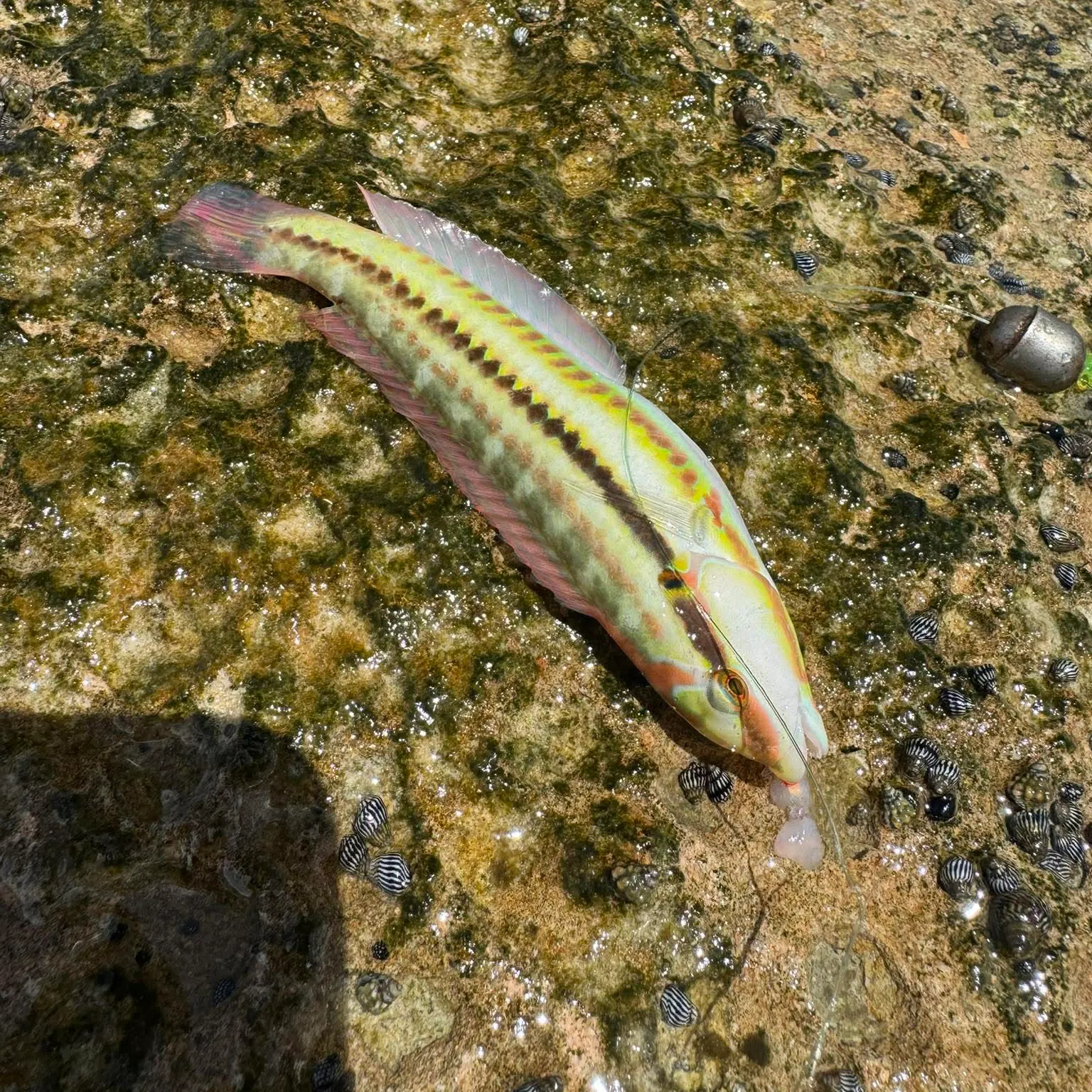 recently logged catches