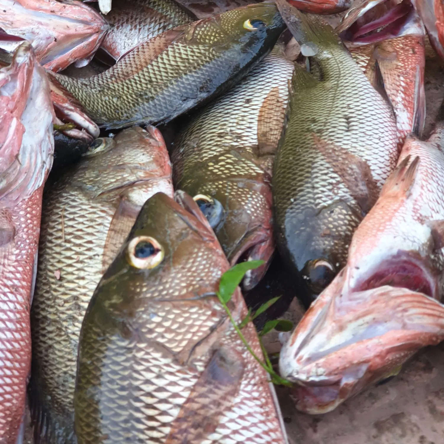 Fishing in India ️️️️ Explore the best fishing spots and areas