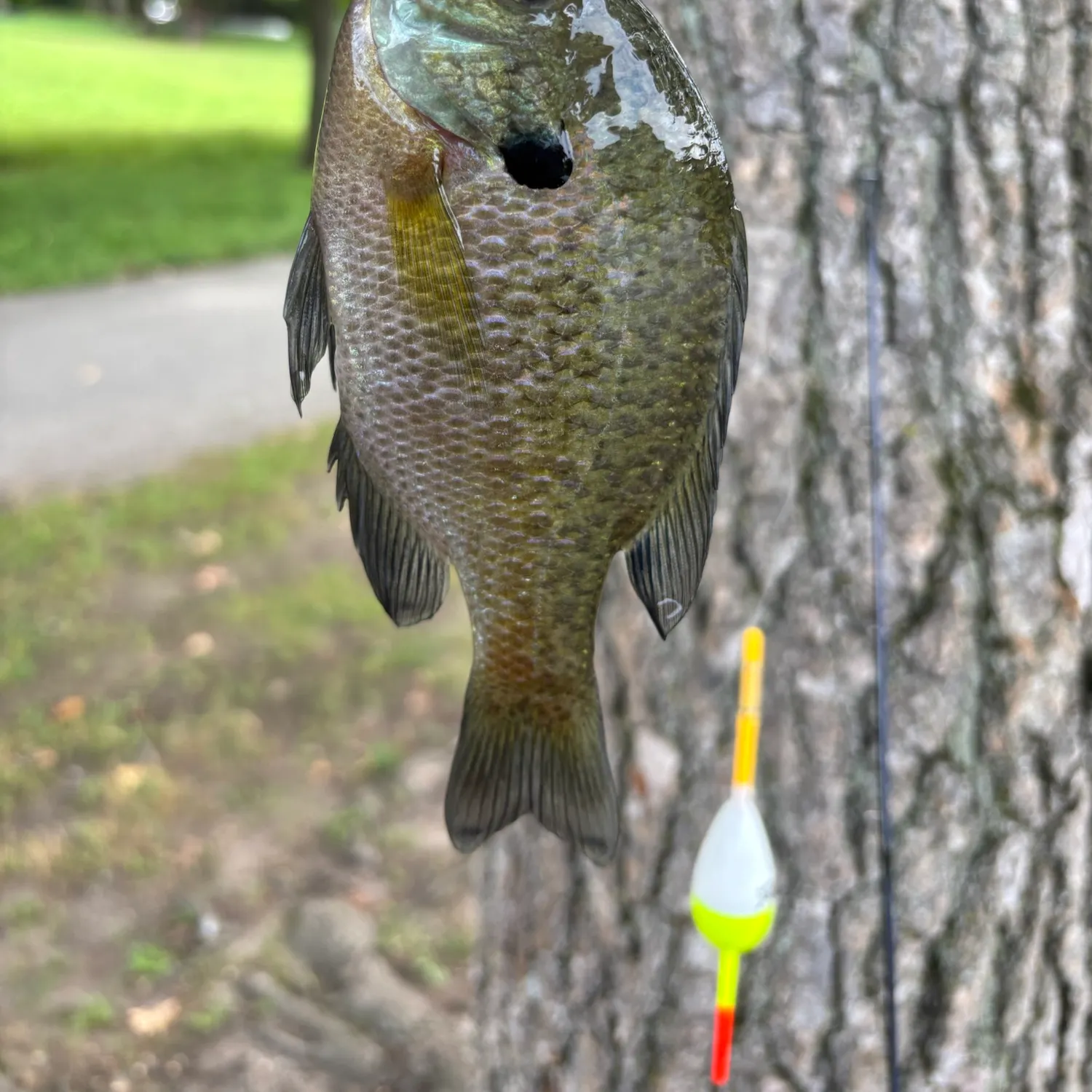 Bluegill caught on Fishbrain