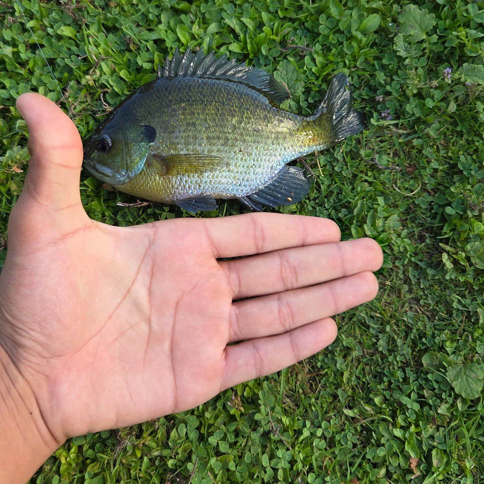 Bluegill caught on Fishbrain
