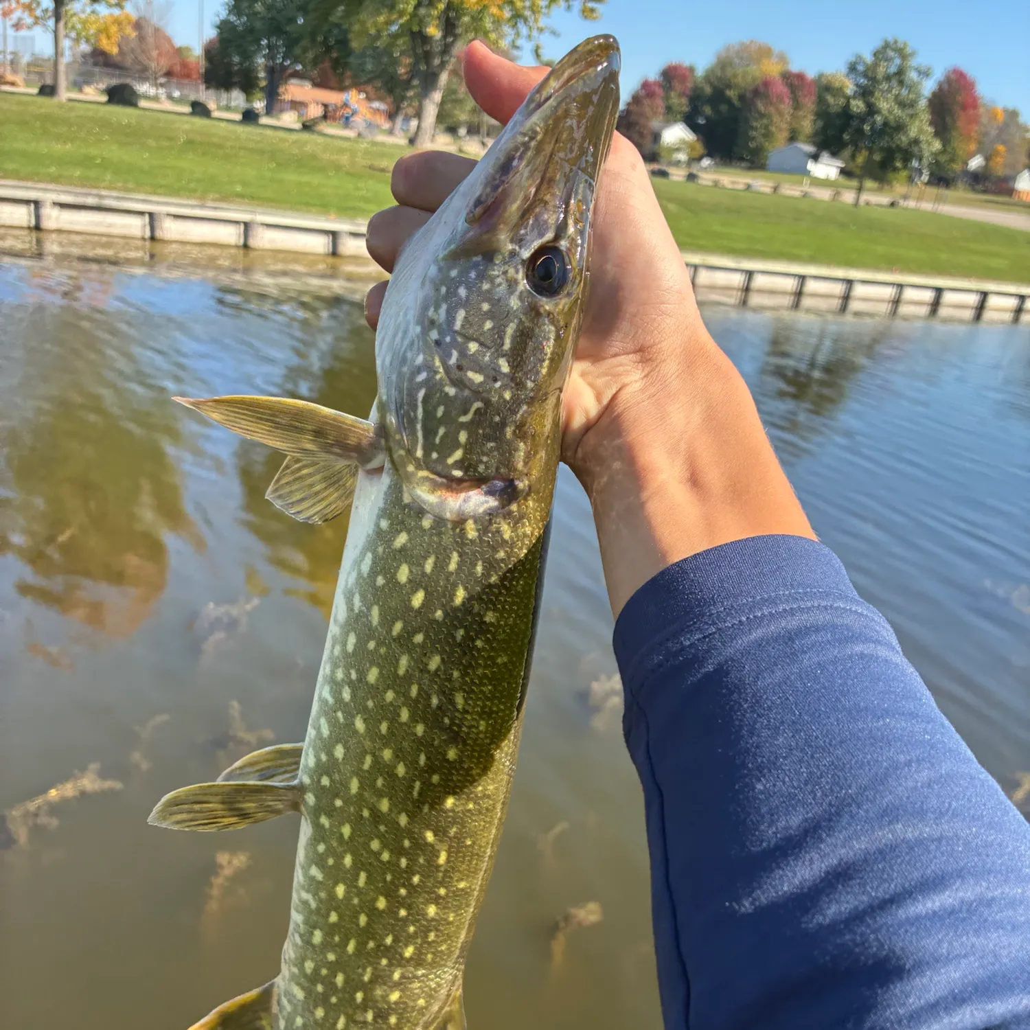 Northern pike caught on Fishbrain