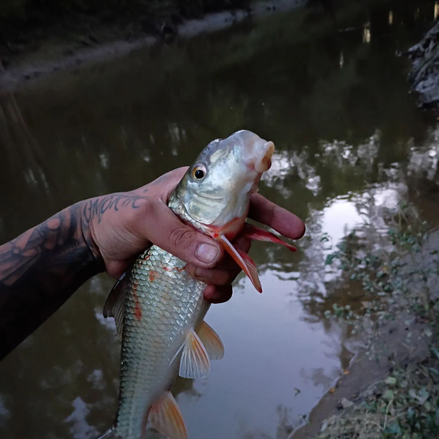 Shorthead redhorse caught on Fishbrain