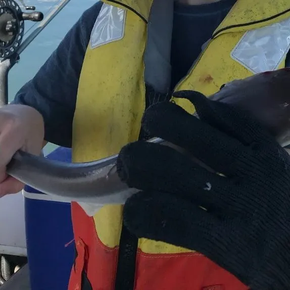 The most recent Tope shark catches on Fishbrain