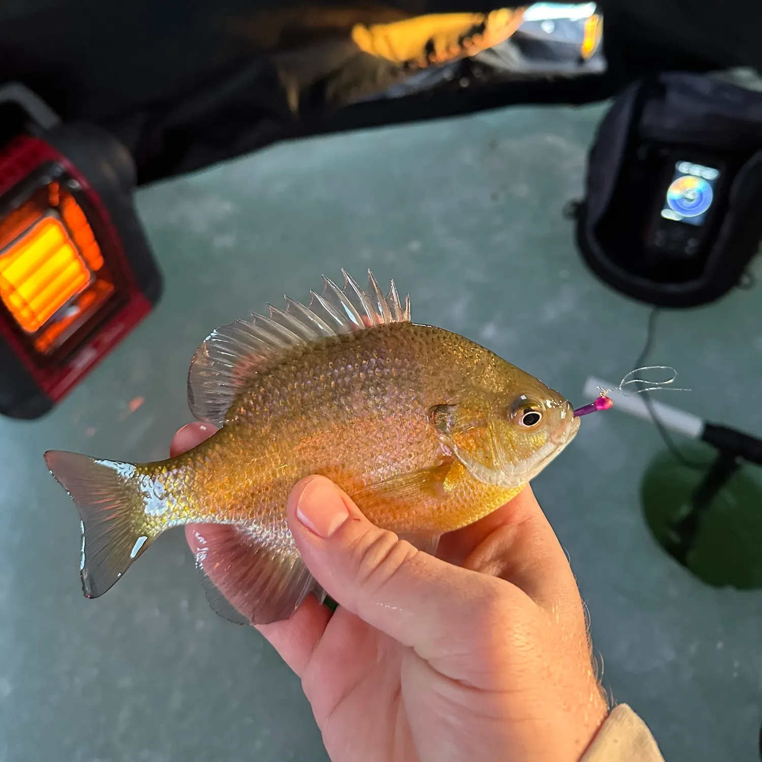 recently logged catches