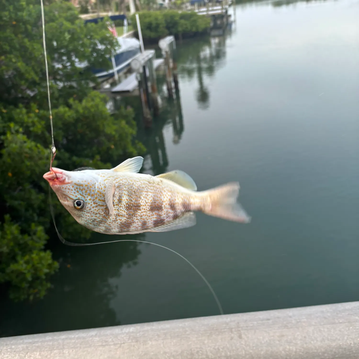 The most recent Pigfish catches on Fishbrain