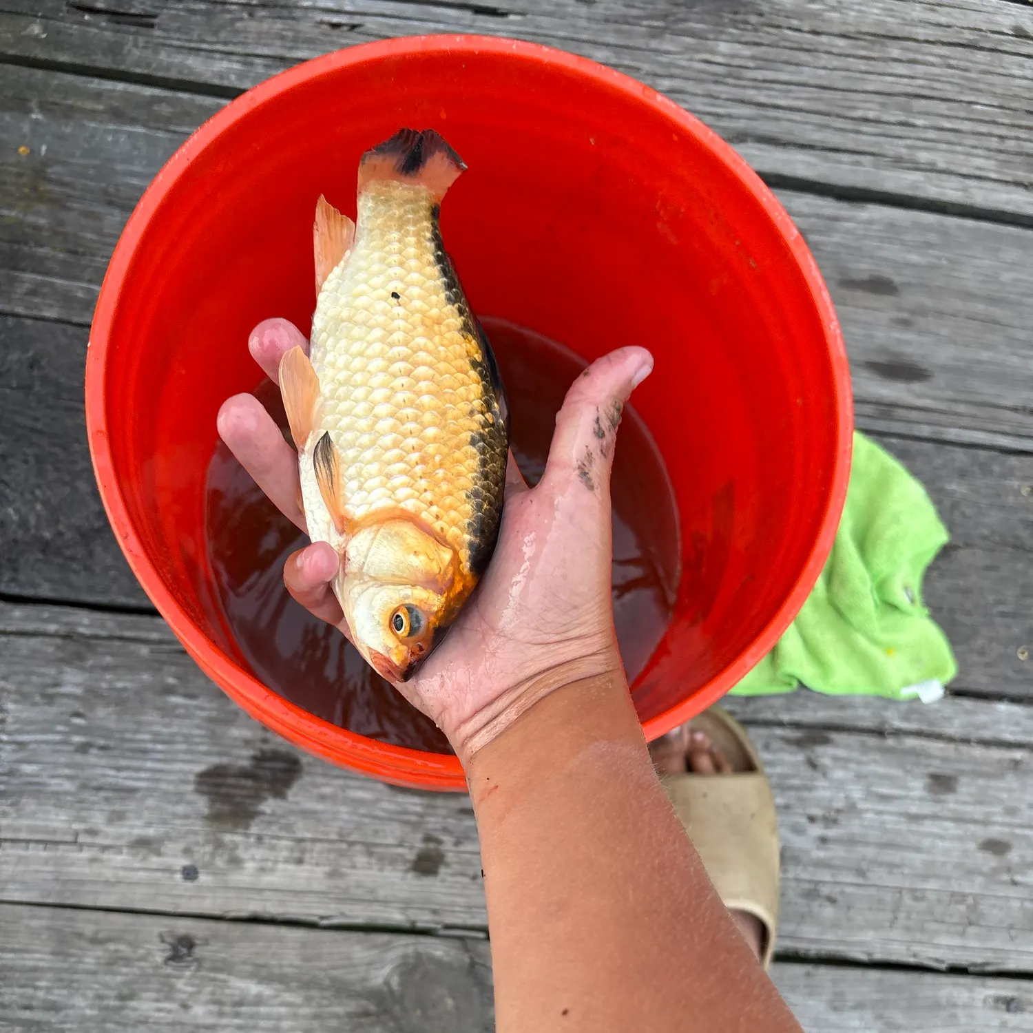 The most recent Koi carp catches on Fishbrain
