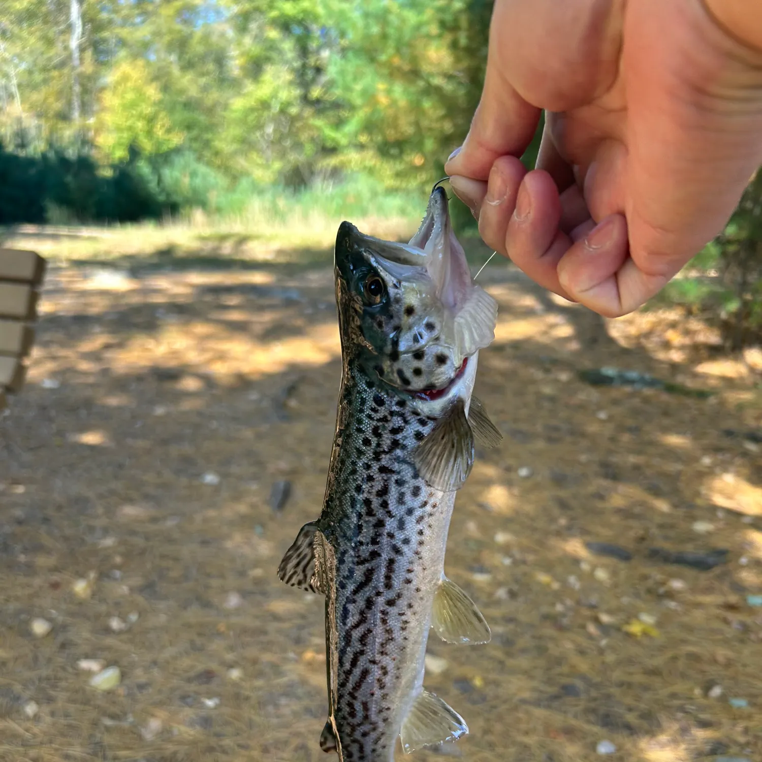 Brown trout caught on Fishbrain